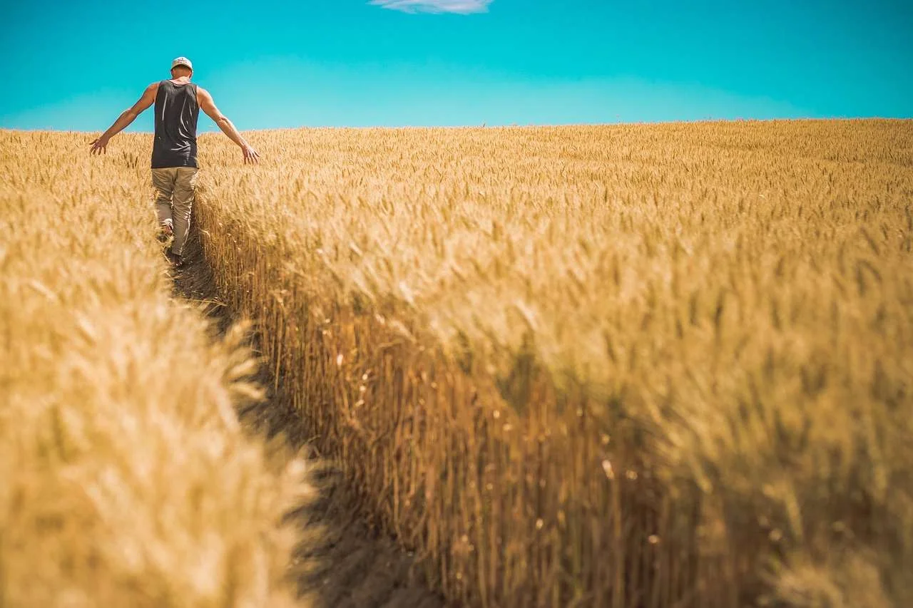 man, wheat crops, barley-1866559.jpg