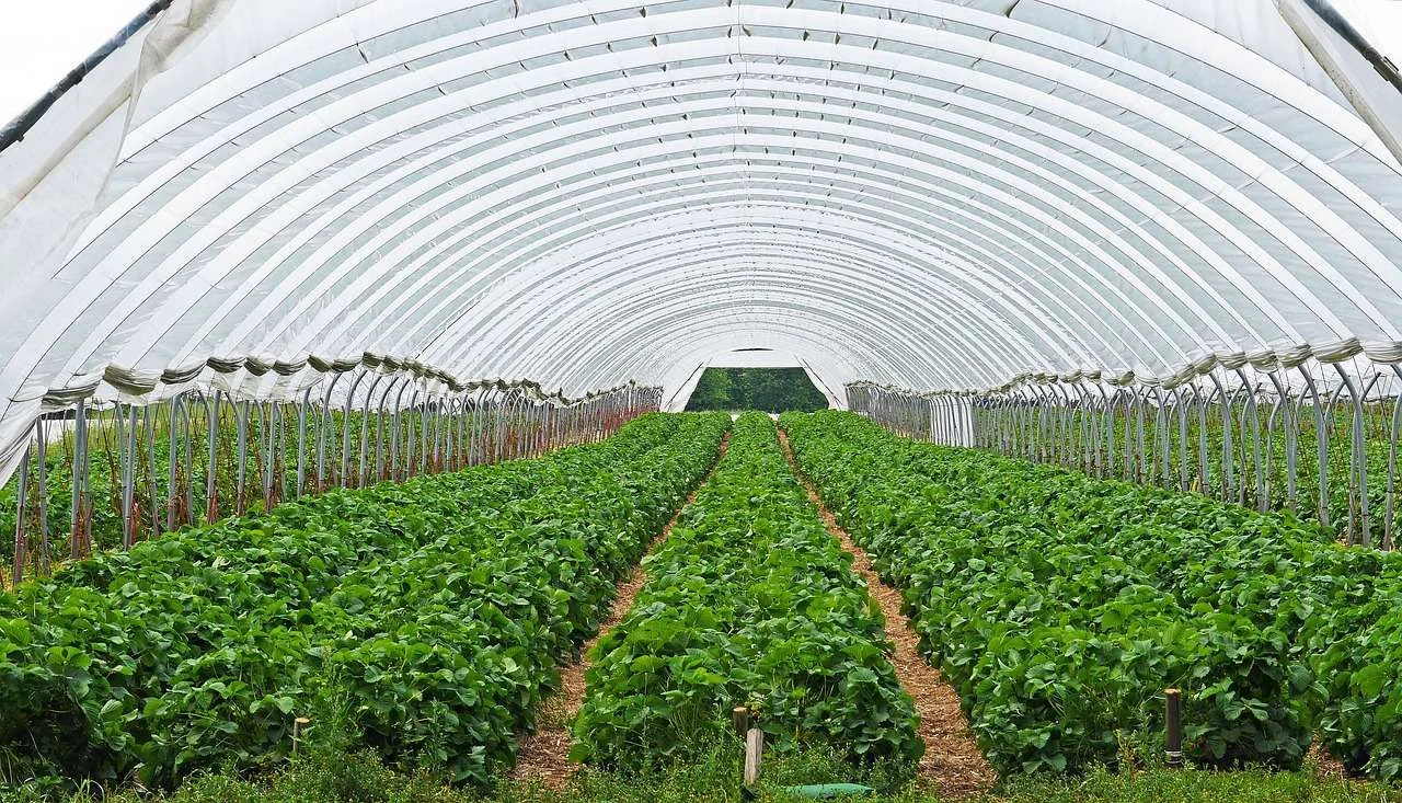 strawberry field, strawberry culture, covered-3318639.jpg