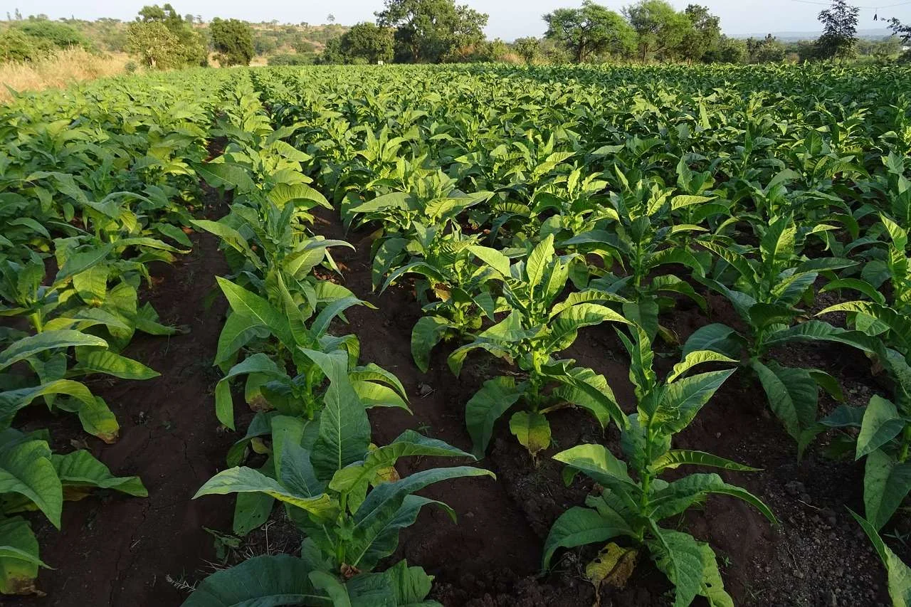 tobacco, nicotiana tabacum, leaves-1831799.jpg